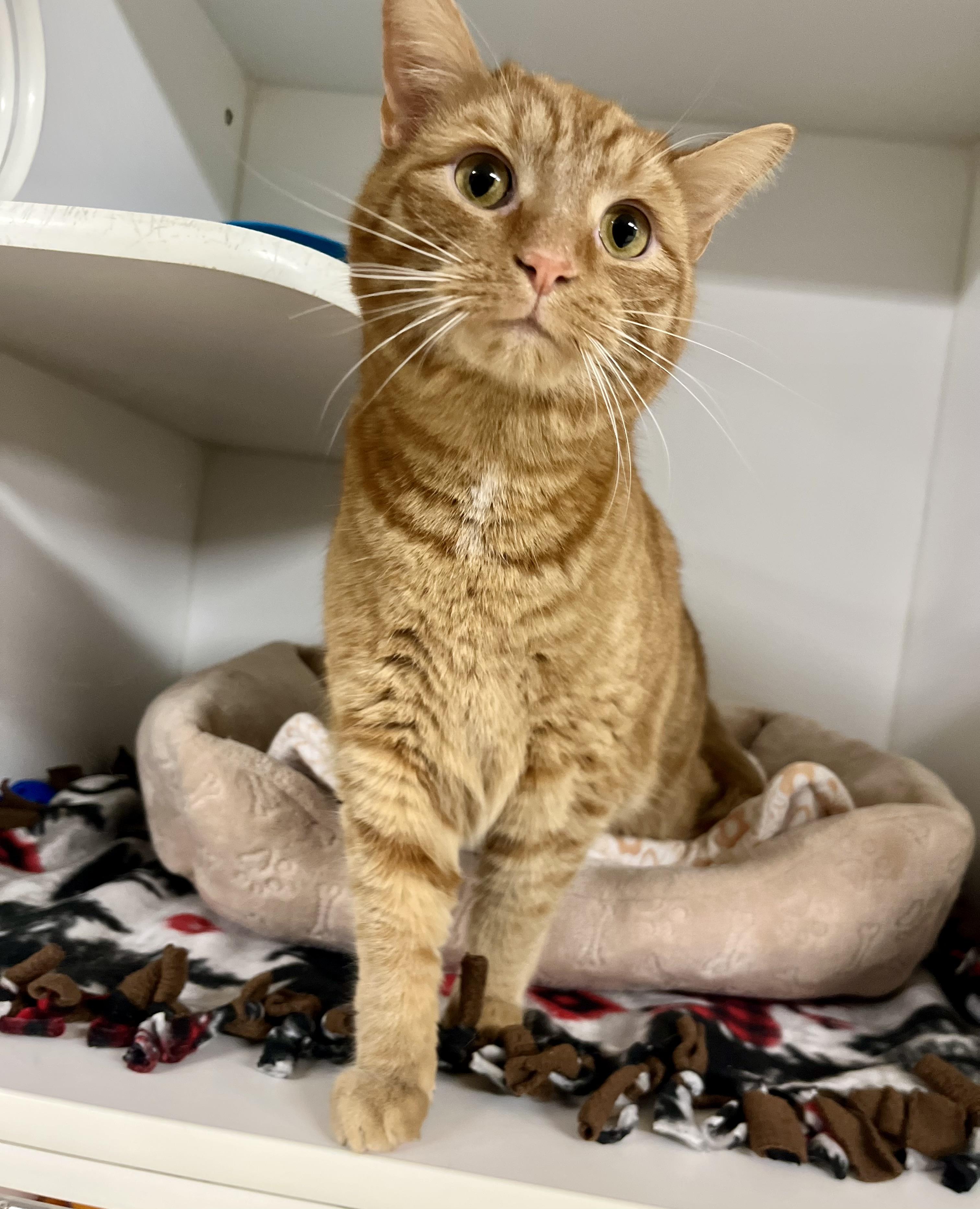 Enlarge Oka, an adopted Domestic Short Hair in Seville, OH image 1/3