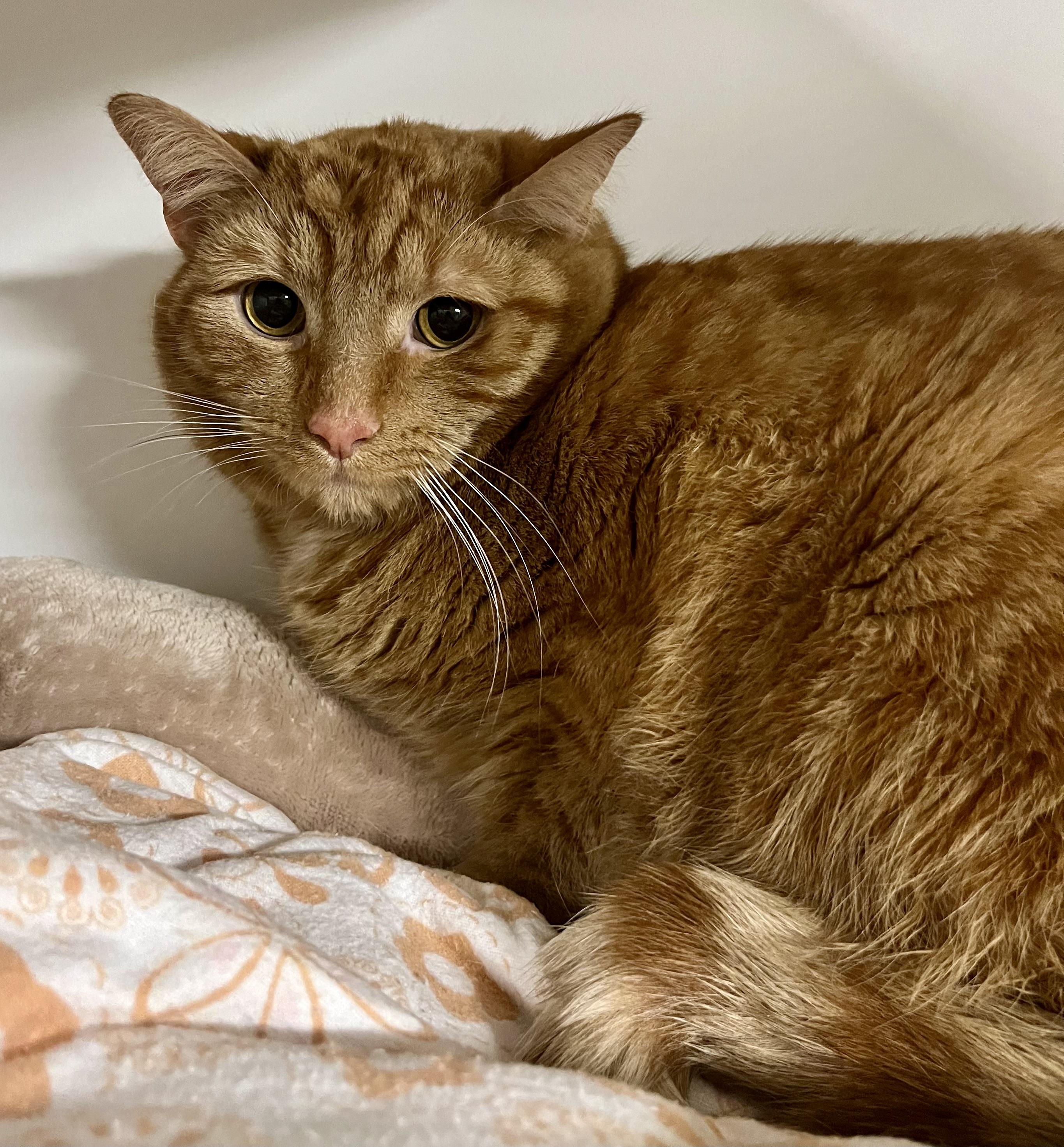 Enlarge Oka, an adopted Domestic Short Hair in Seville, OH image 3/3