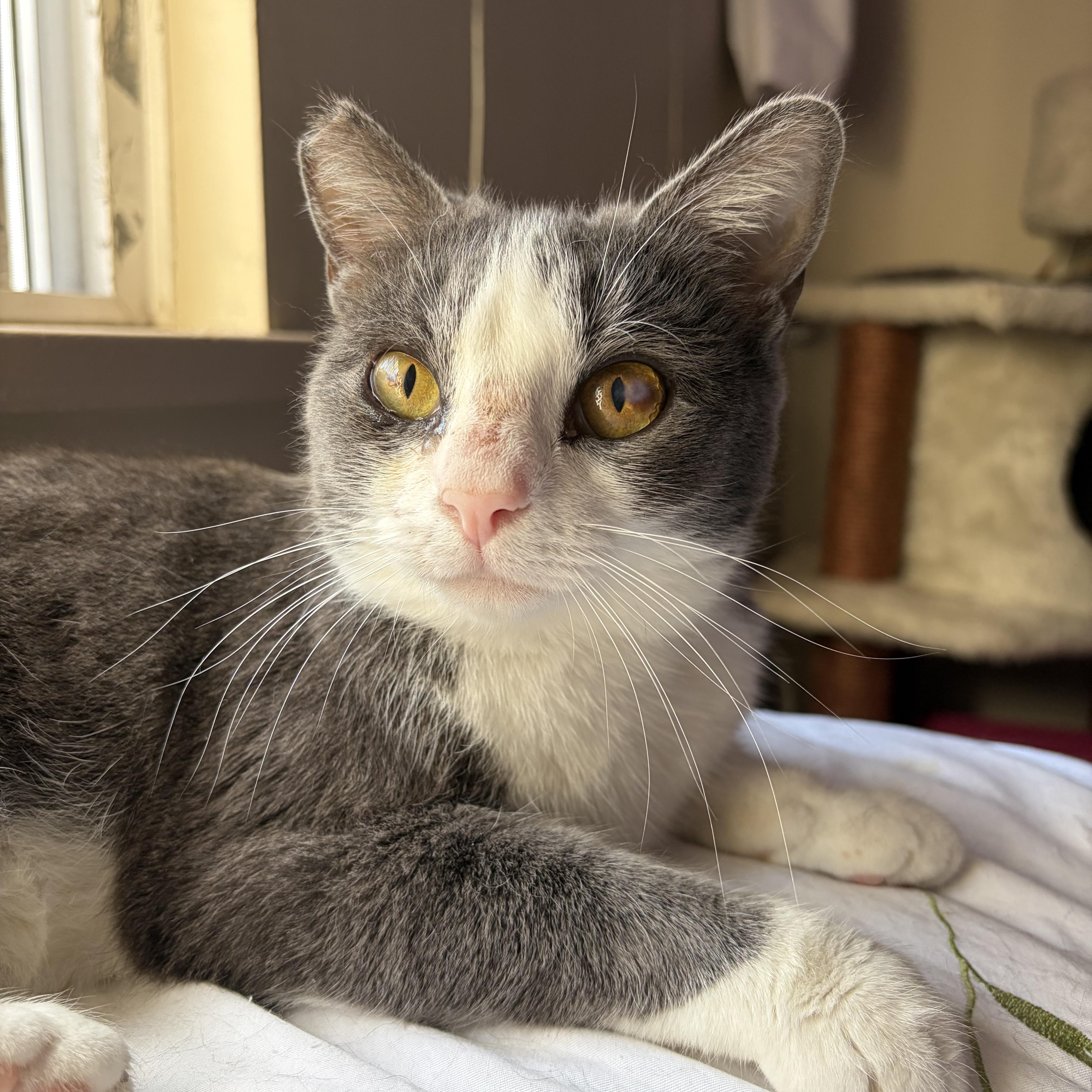 Baby, an adoptable Domestic Short Hair in BURNABY, BC image 2/2