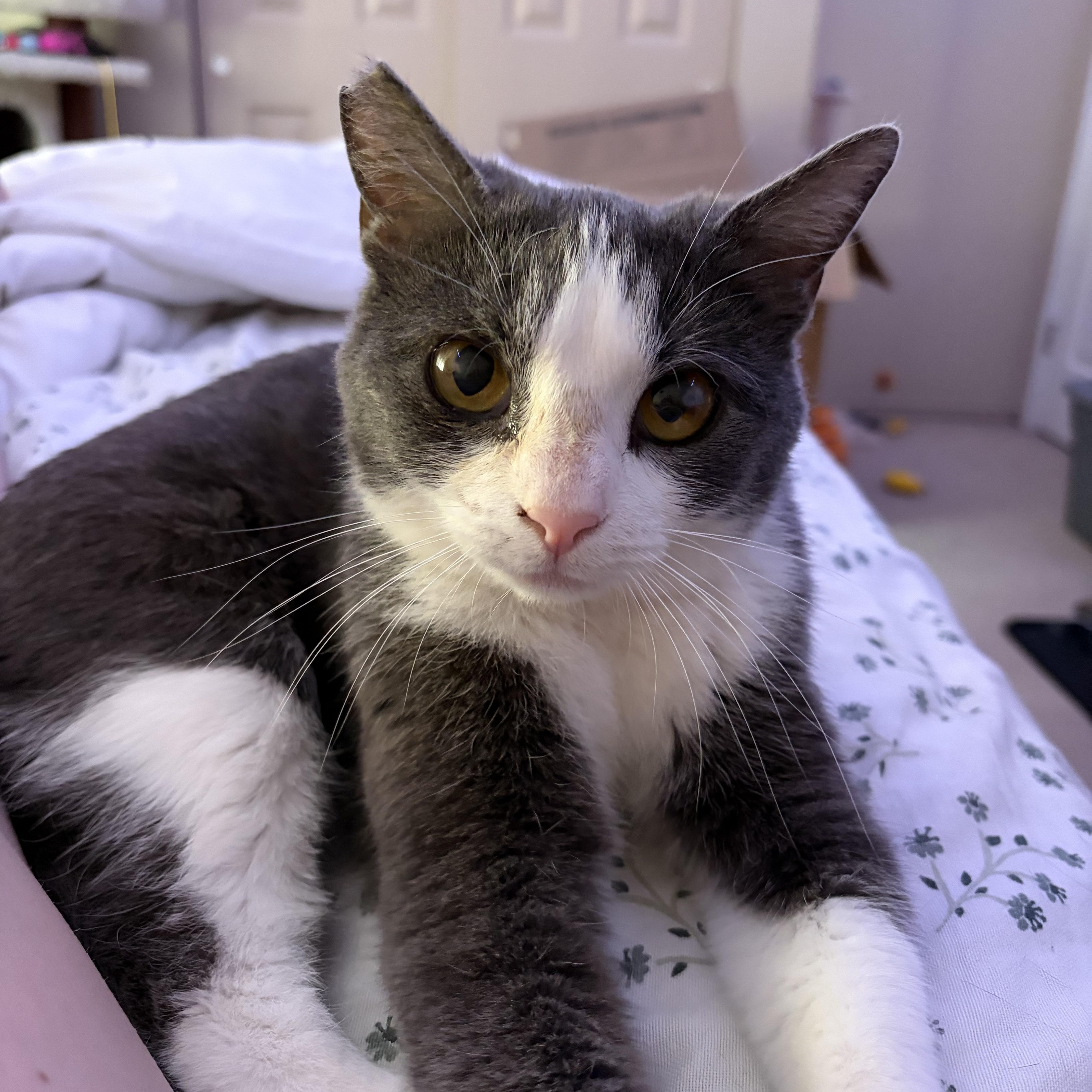 Baby, adoptable, Young Female Domestic Short Hair.
