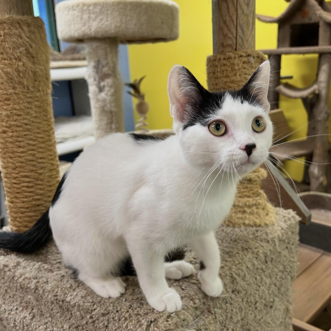 Lottie, an adopted Domestic Short Hair in Edgewood, MD image 6/6