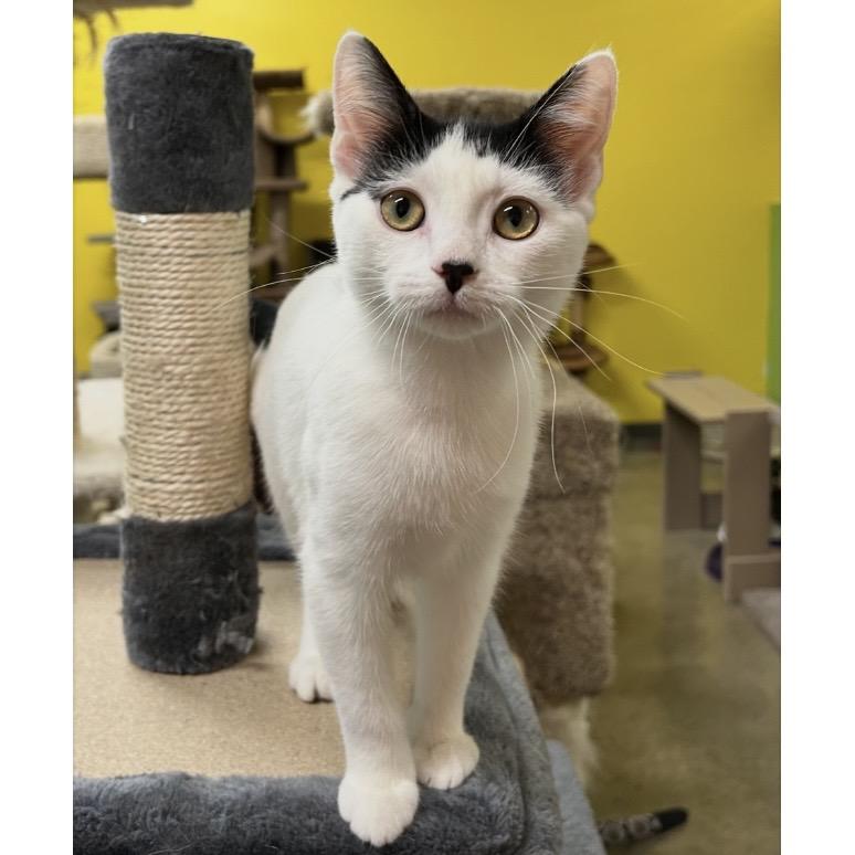 Lottie, adopted, Young Female Domestic Short Hair.
