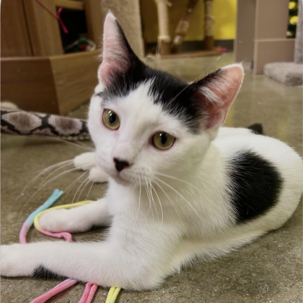 Lottie, an adopted Domestic Short Hair in Edgewood, MD image 4/6
