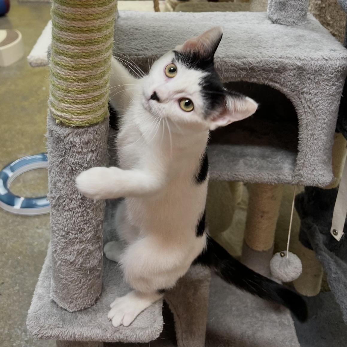 Lottie, an adopted Domestic Short Hair in Edgewood, MD image 3/6