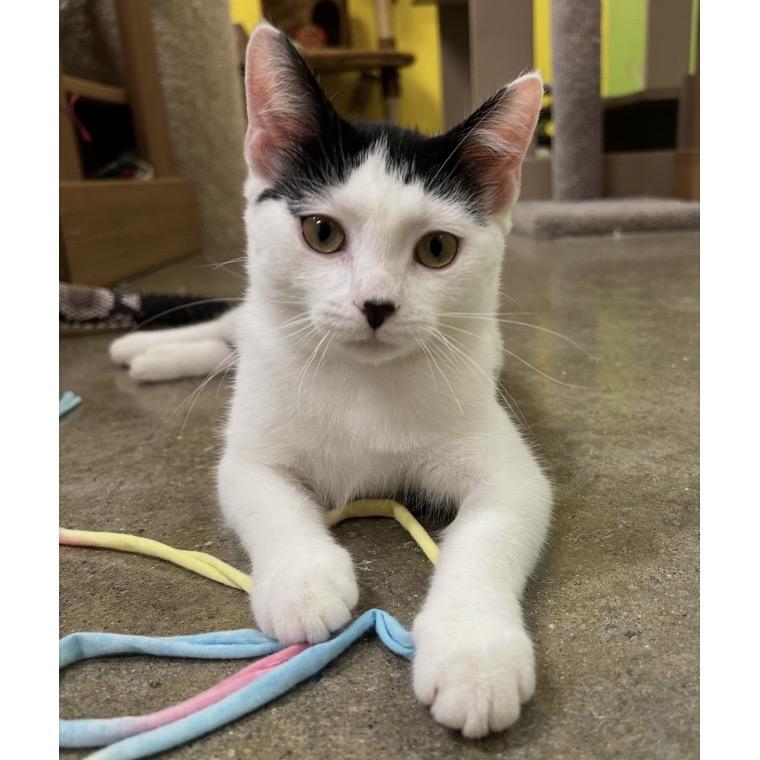 Lottie, an adopted Domestic Short Hair in Edgewood, MD image 5/6