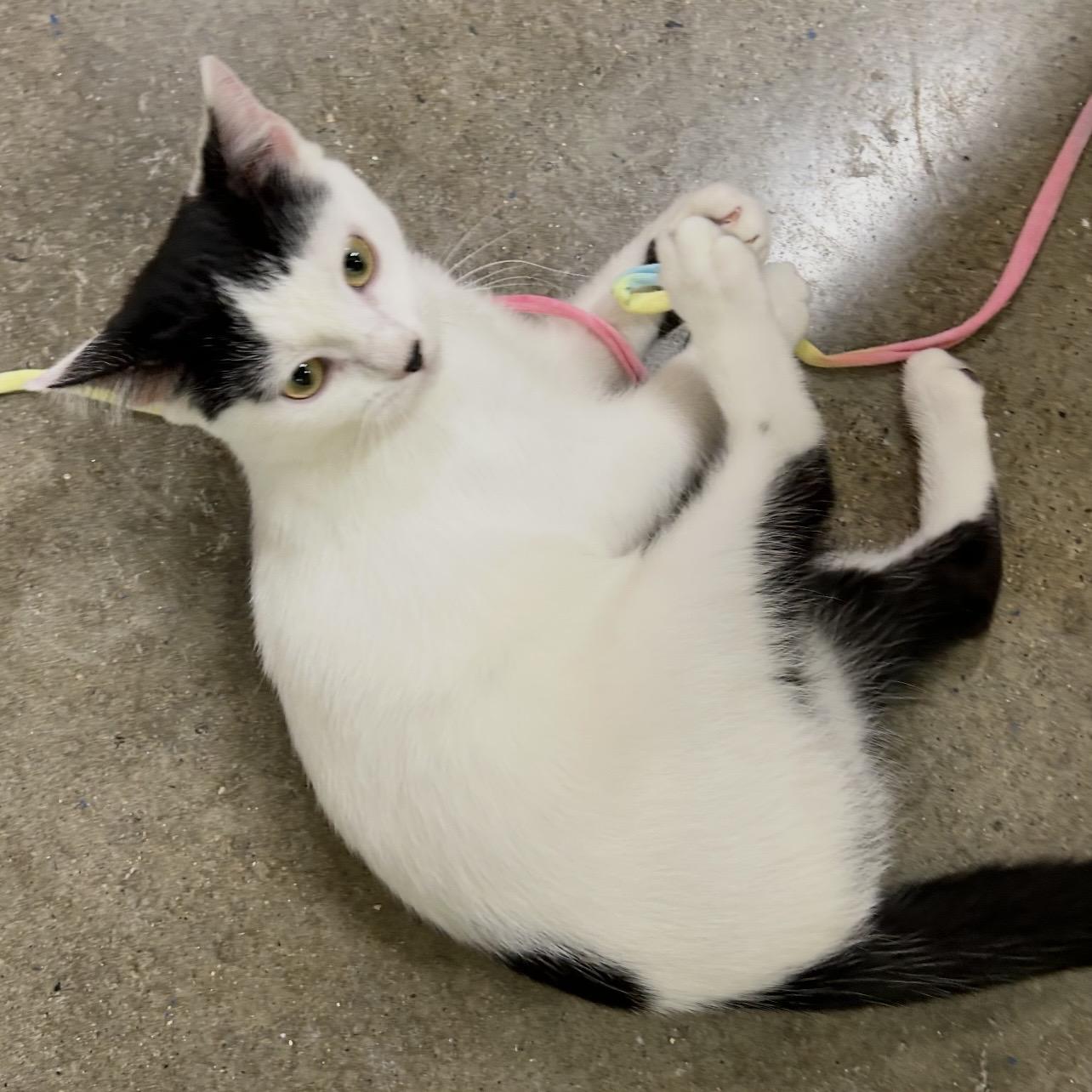 Lottie, an adopted Domestic Short Hair in Edgewood, MD image 2/6
