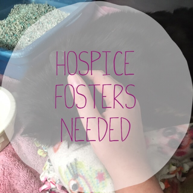 Foster/Hospice Homes for Senior Kitties, a Adoptable mixed breed in Grand Rapids, MI image 1/2