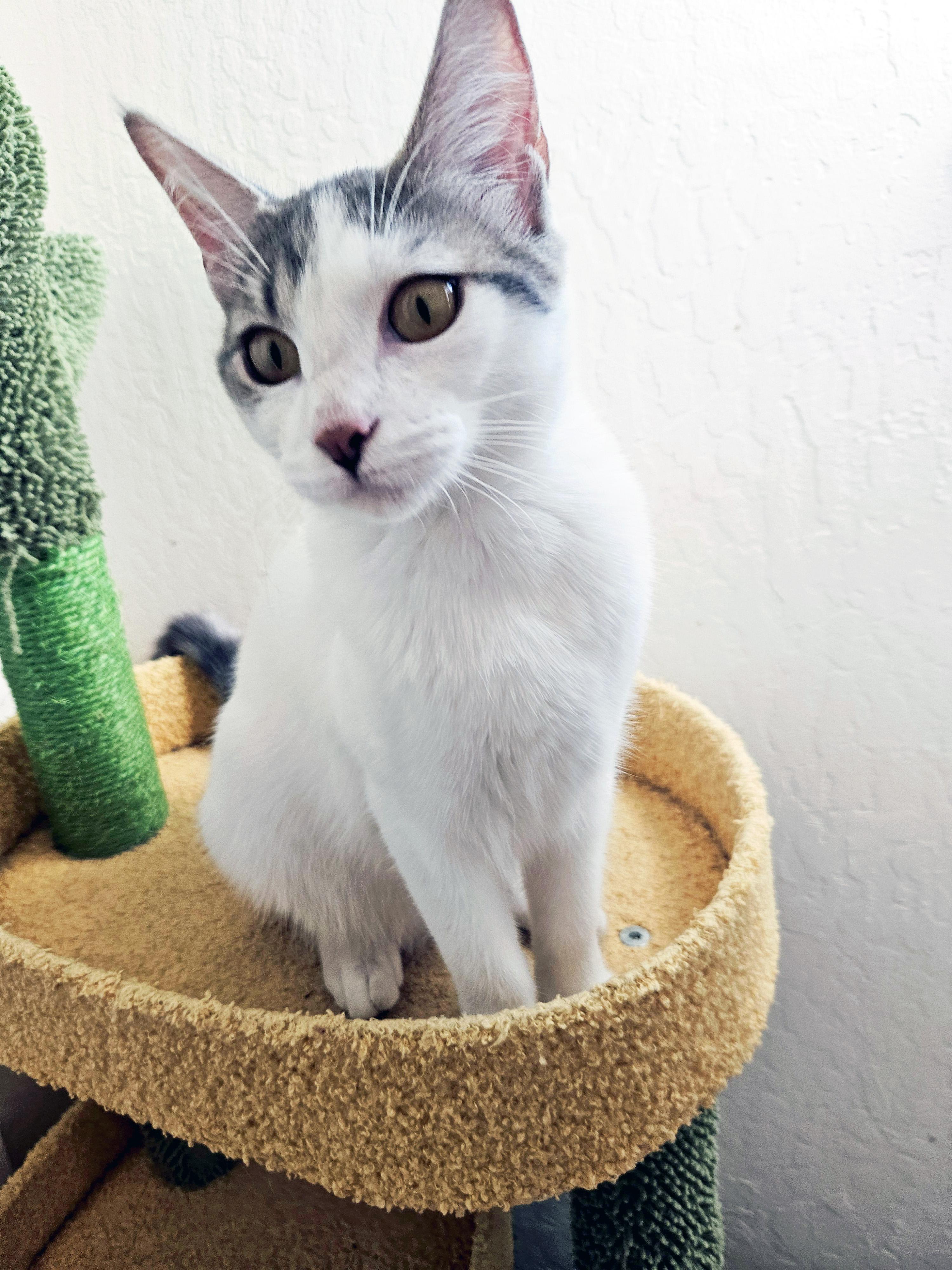 Enlarge Victoria, a Adoptable Domestic Short Hair in Fresno, CA image 4/5