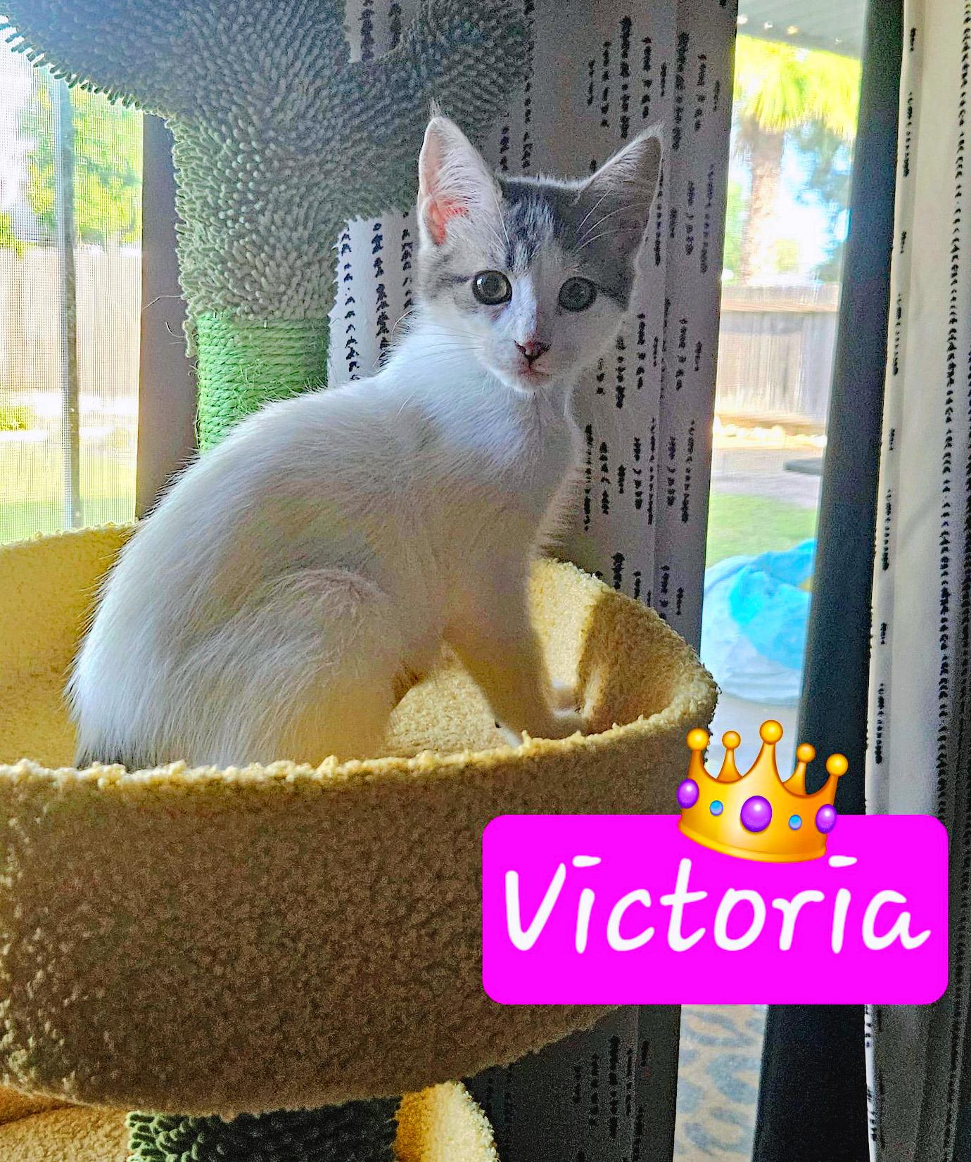 Enlarge Victoria, a Adoptable Domestic Short Hair in Fresno, CA image 5/5