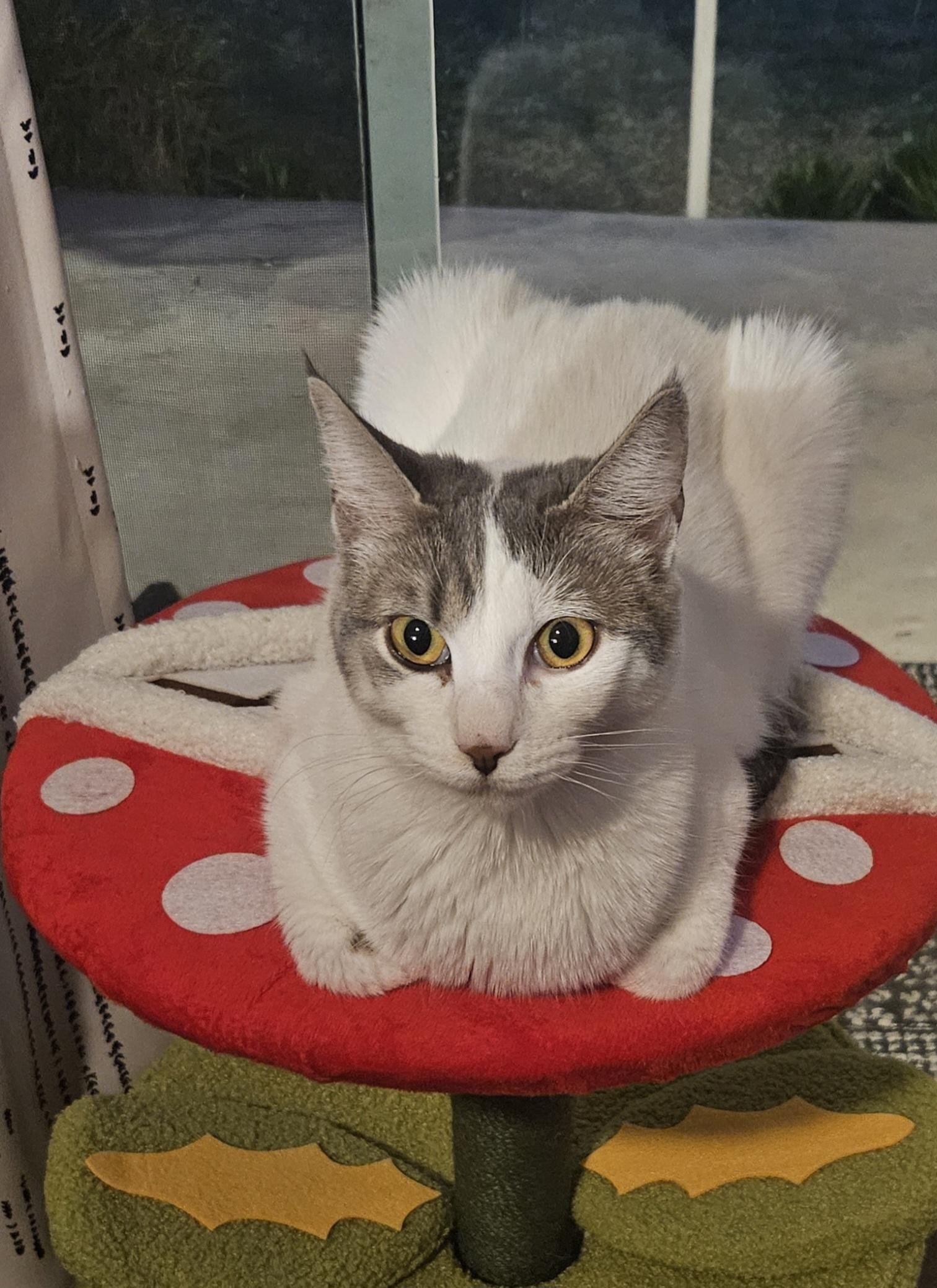 Enlarge Victoria D, a Adoptable Domestic Short Hair in Fresno, CA image 3/6