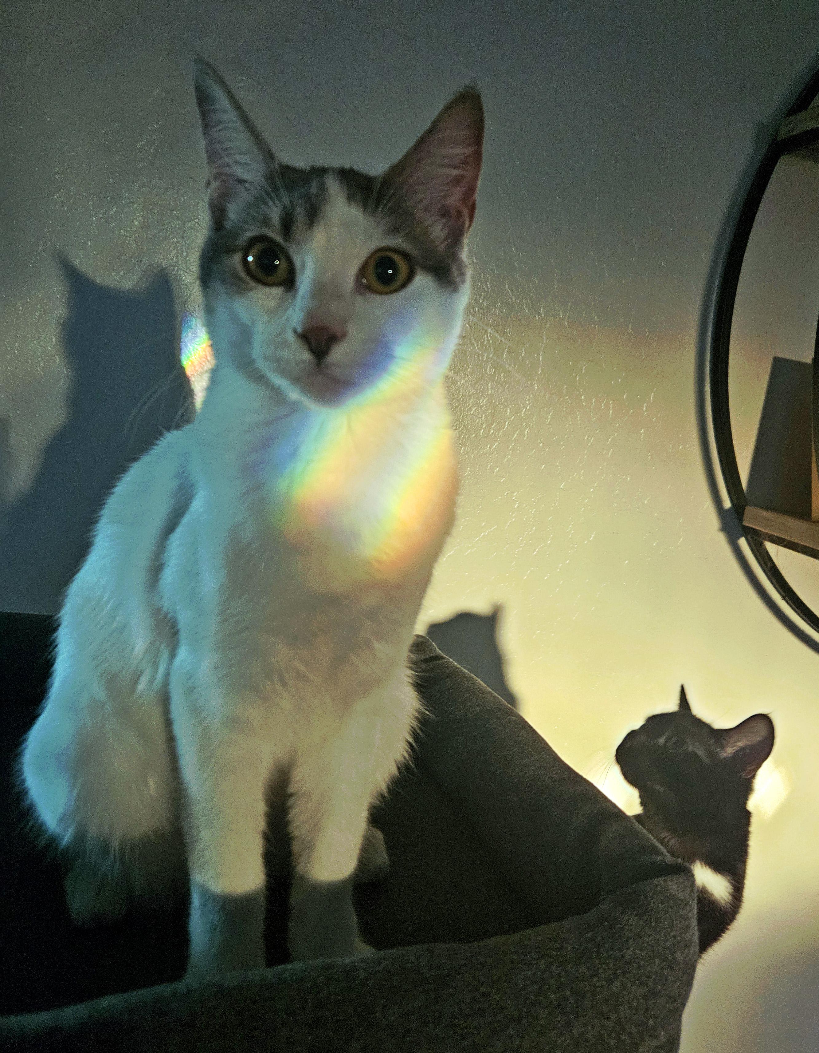 Enlarge Victoria, a Adoptable Domestic Short Hair in Fresno, CA image 1/5