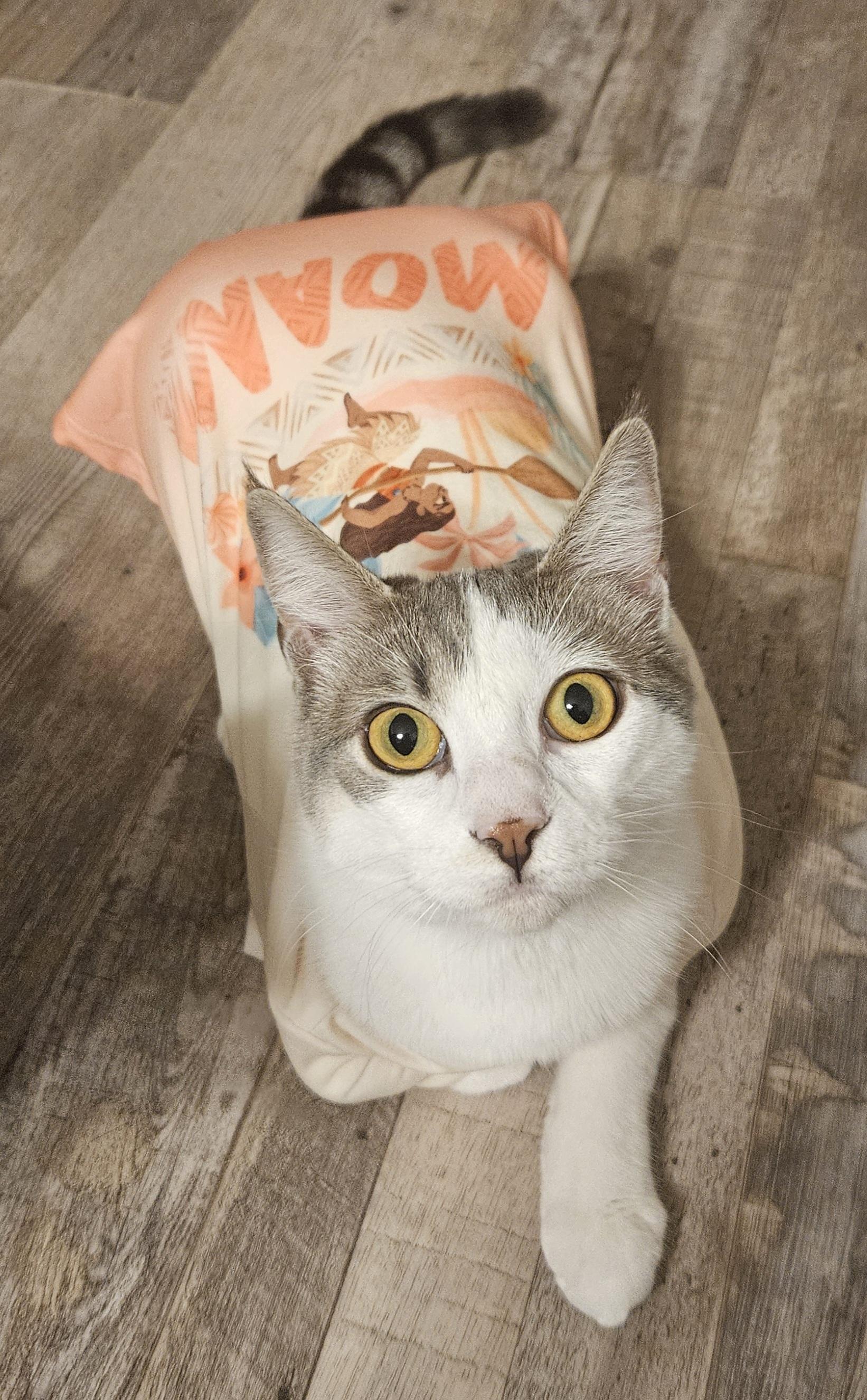 Enlarge Victoria D, a Adoptable Domestic Short Hair in Fresno, CA image 2/6