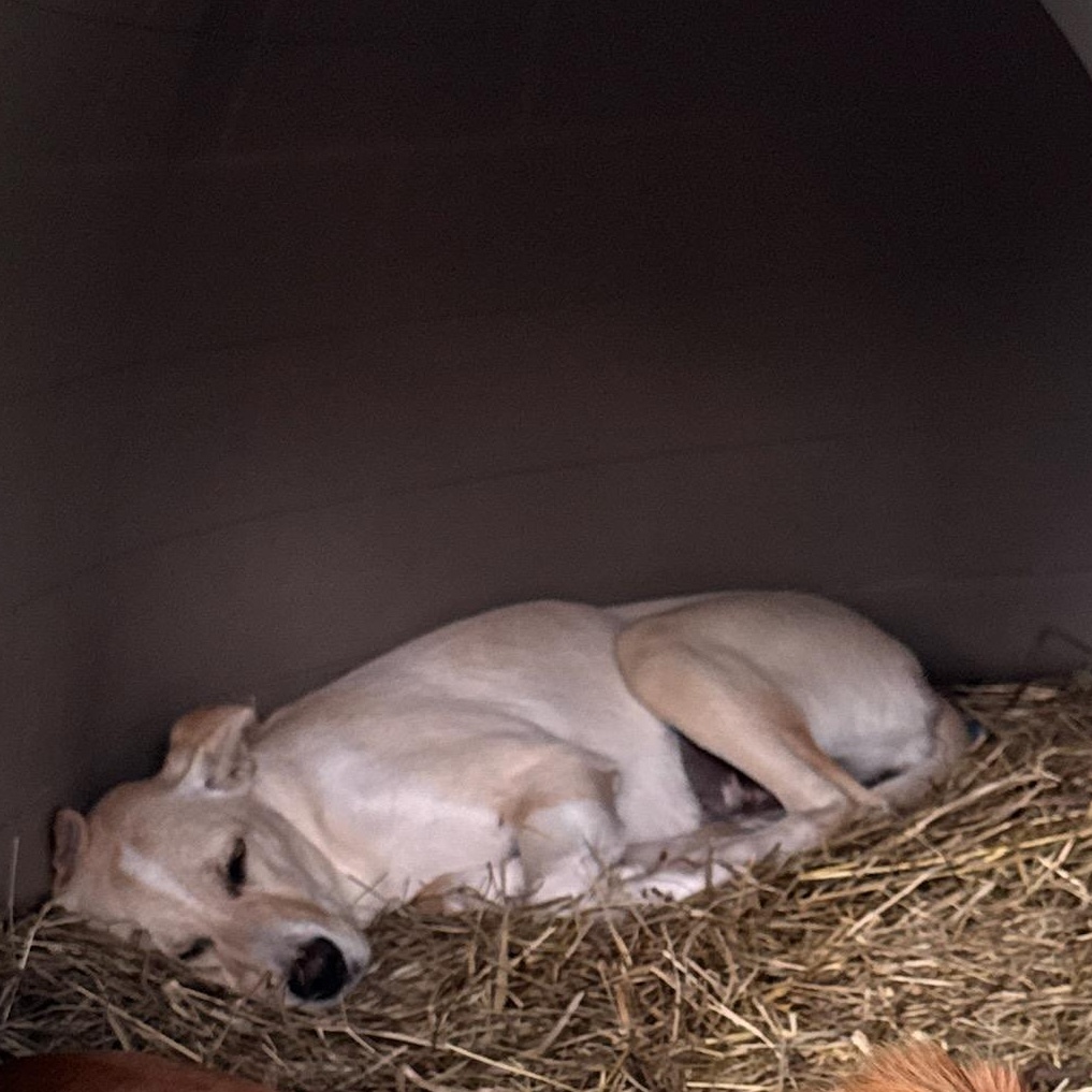 Enlarge Harley, a ADOPTABLE Mixed Breed in Burlington, VT image 4/6