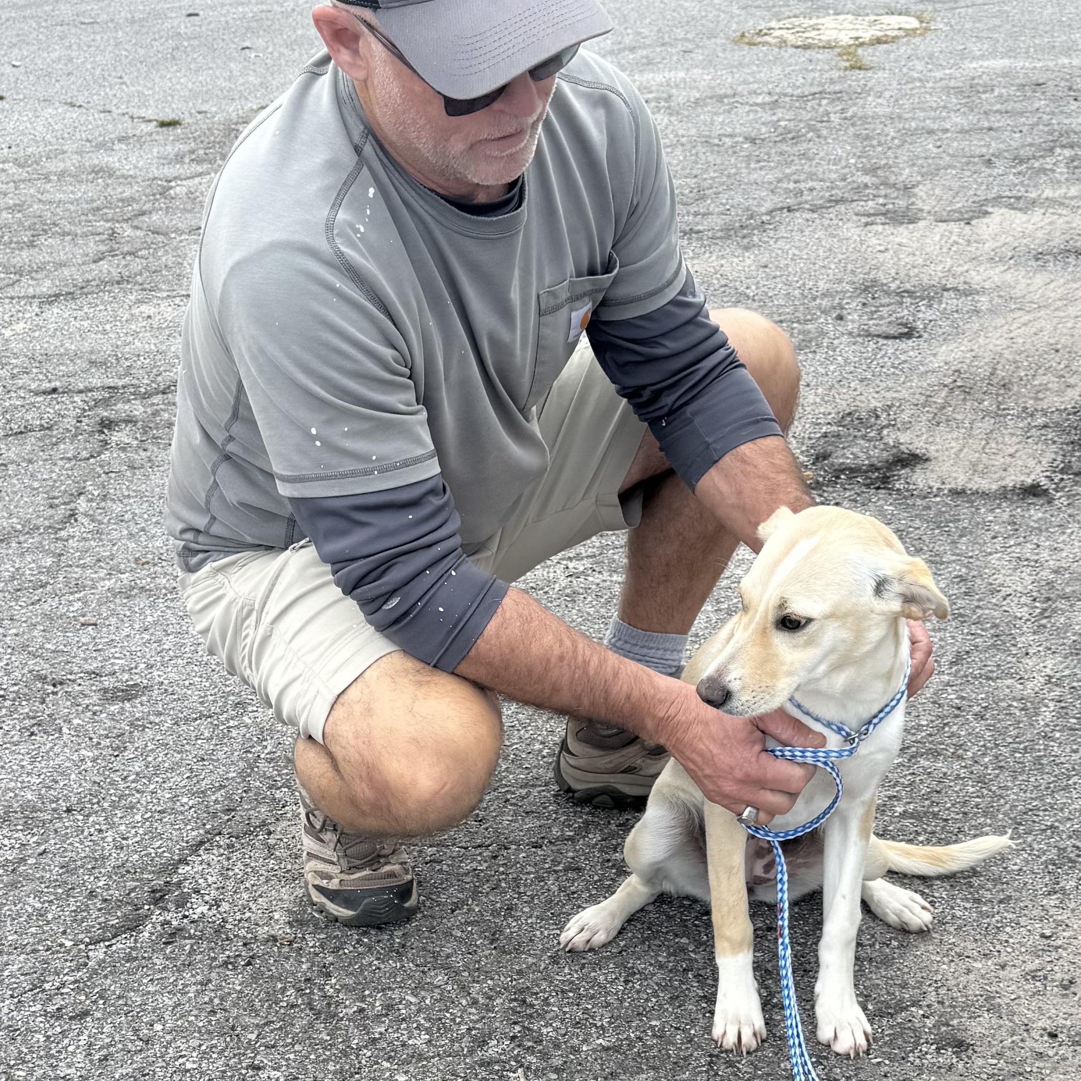 Enlarge Harley, a ADOPTABLE Mixed Breed in Burlington, VT image 1/6