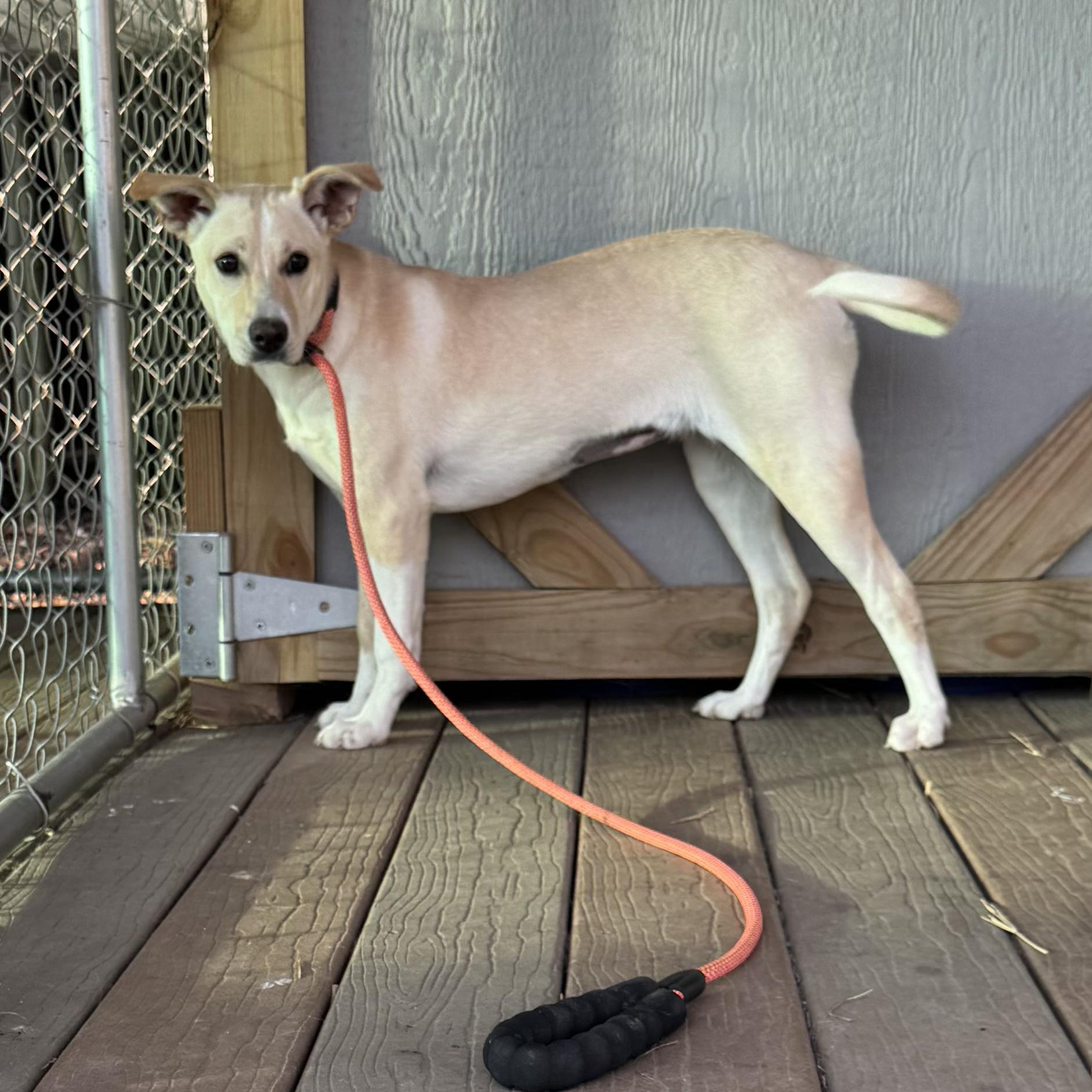 Enlarge Harley, a ADOPTABLE Mixed Breed in Burlington, VT image 5/6