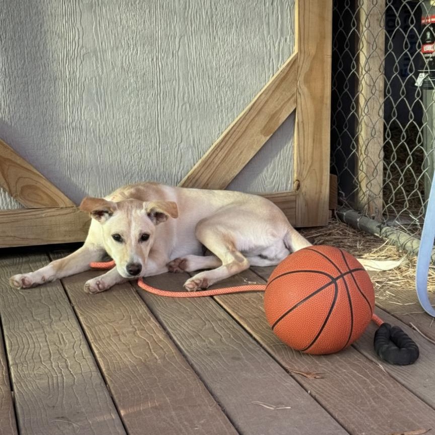 Enlarge Harley, a ADOPTABLE Mixed Breed in Burlington, VT image 3/6