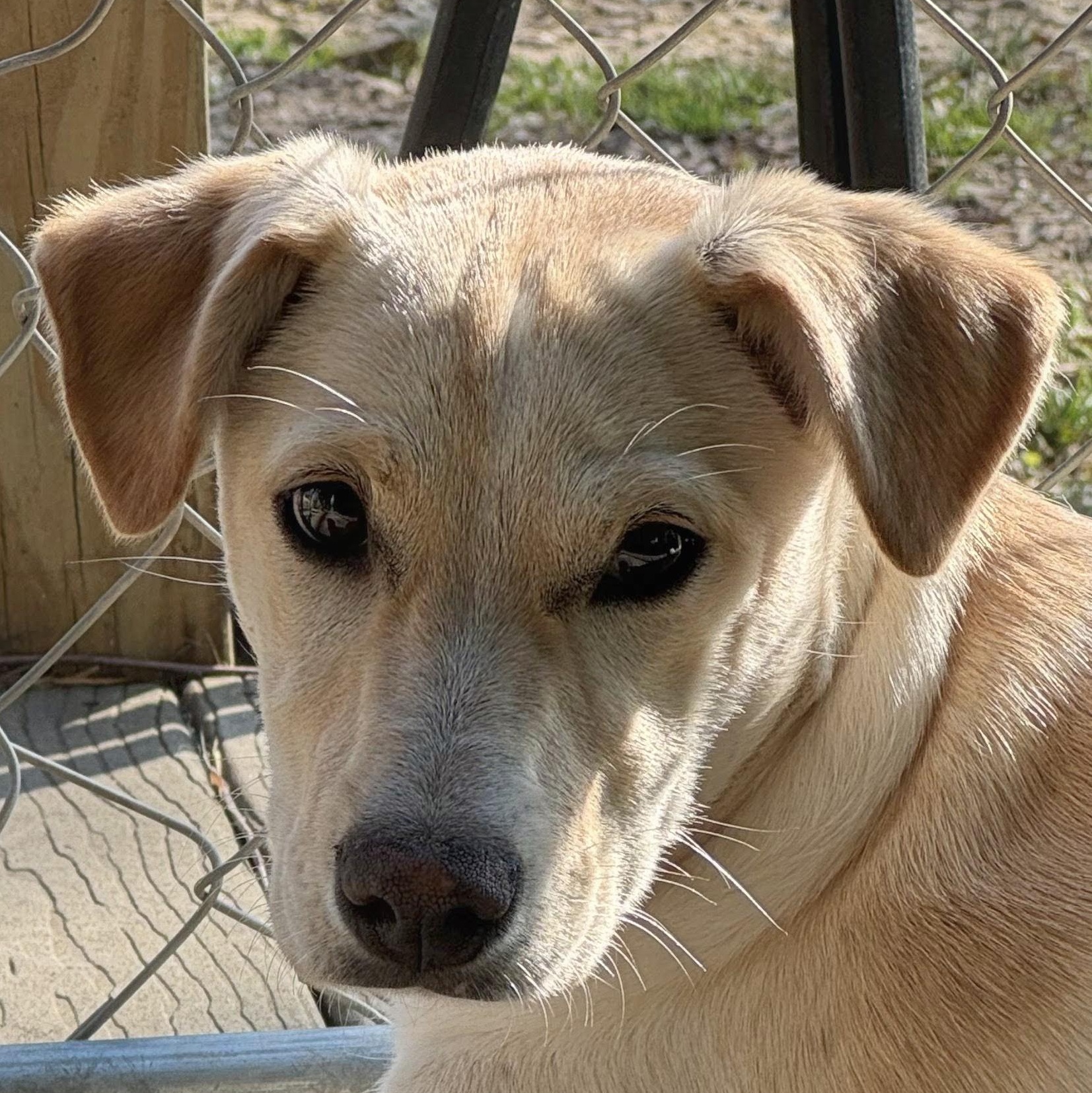 Enlarge Harley, a ADOPTABLE Mixed Breed in Burlington, VT image 2/6