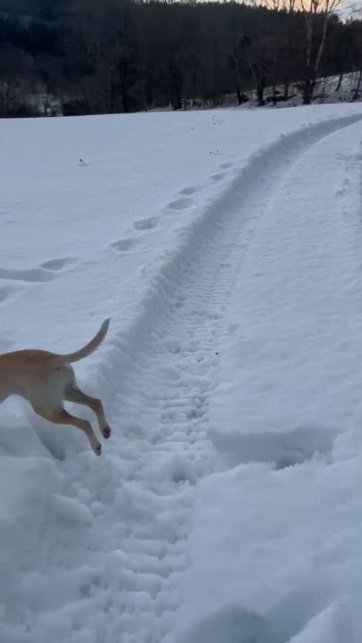 Enlarge Harley, a ADOPTABLE Mixed Breed in Burlington, VT video 6/6