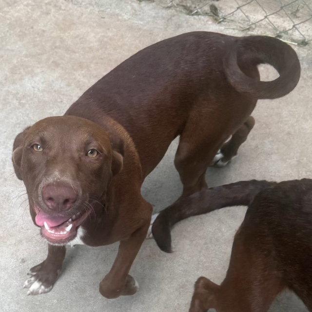 Enlarge Jasper, a Adoptable Labrador Retriever in Carrollton, GA image 2/3