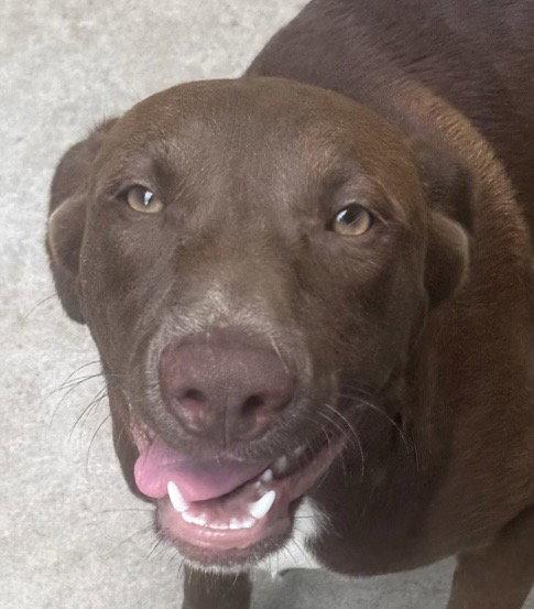 Enlarge Jasper, a Adoptable Labrador Retriever in Carrollton, GA image 3/3