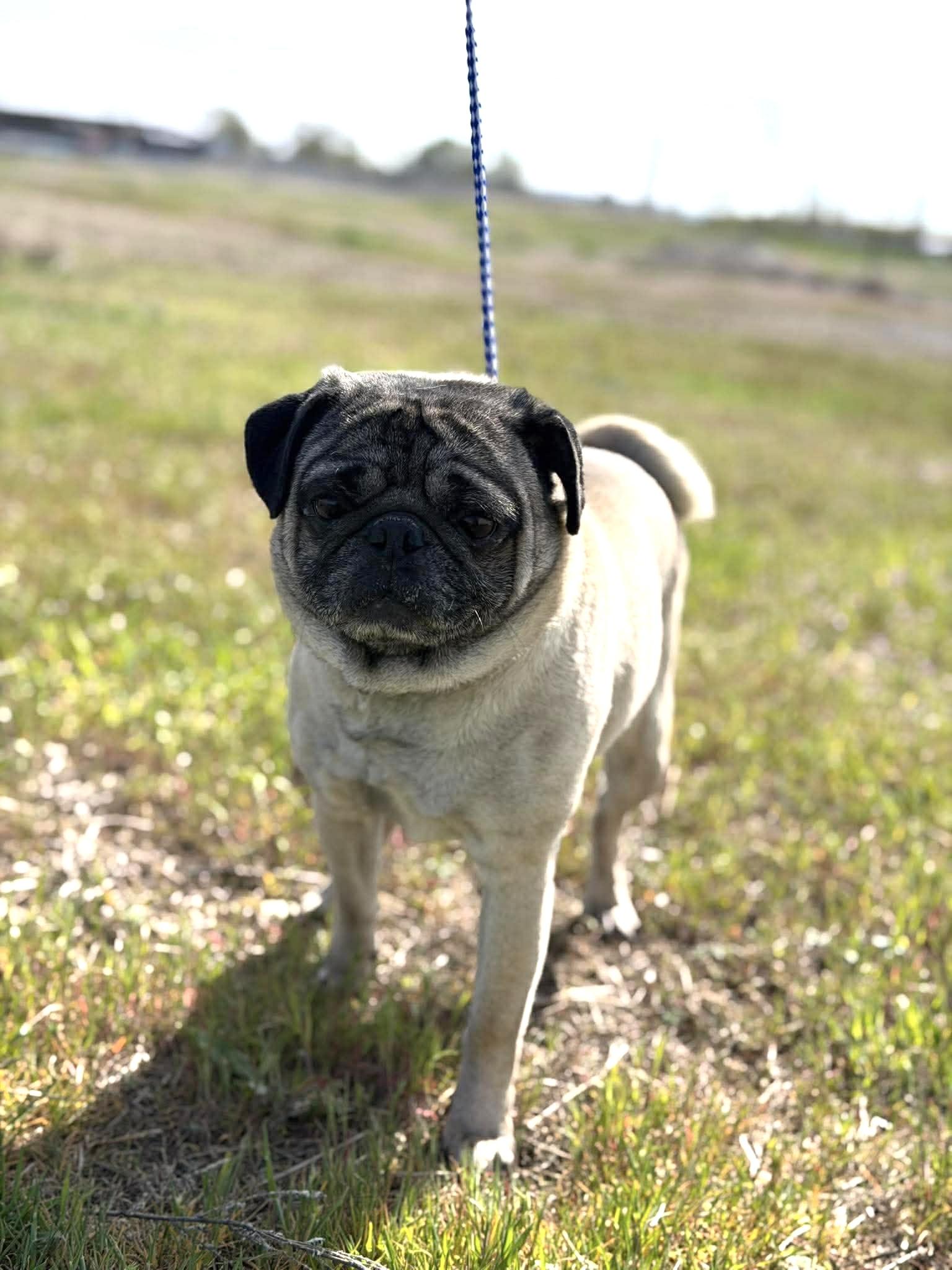 Harold, Adoptable, Young Male Pug.