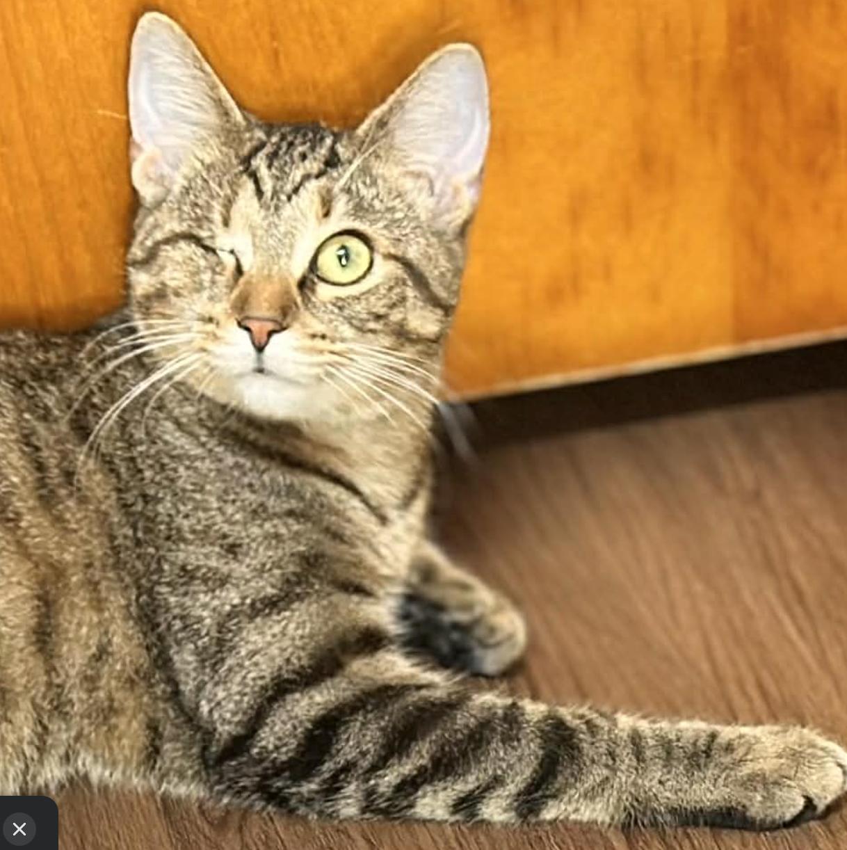 Enlarge Tiffany, a ADOPTABLE Domestic Short Hair in Kent, OH image 1/6