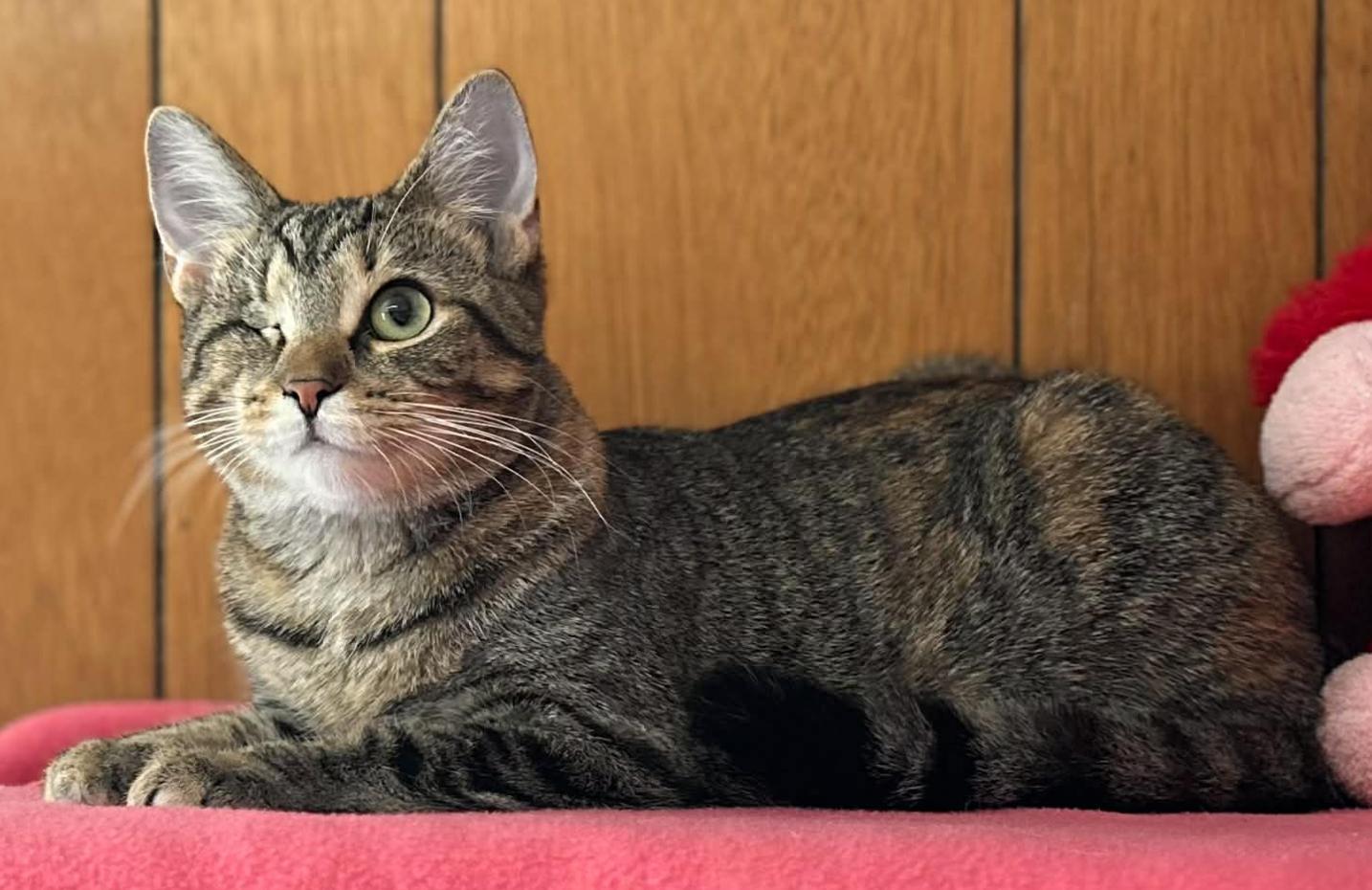 Enlarge Tiffany, a ADOPTABLE Domestic Short Hair in Kent, OH image 2/6
