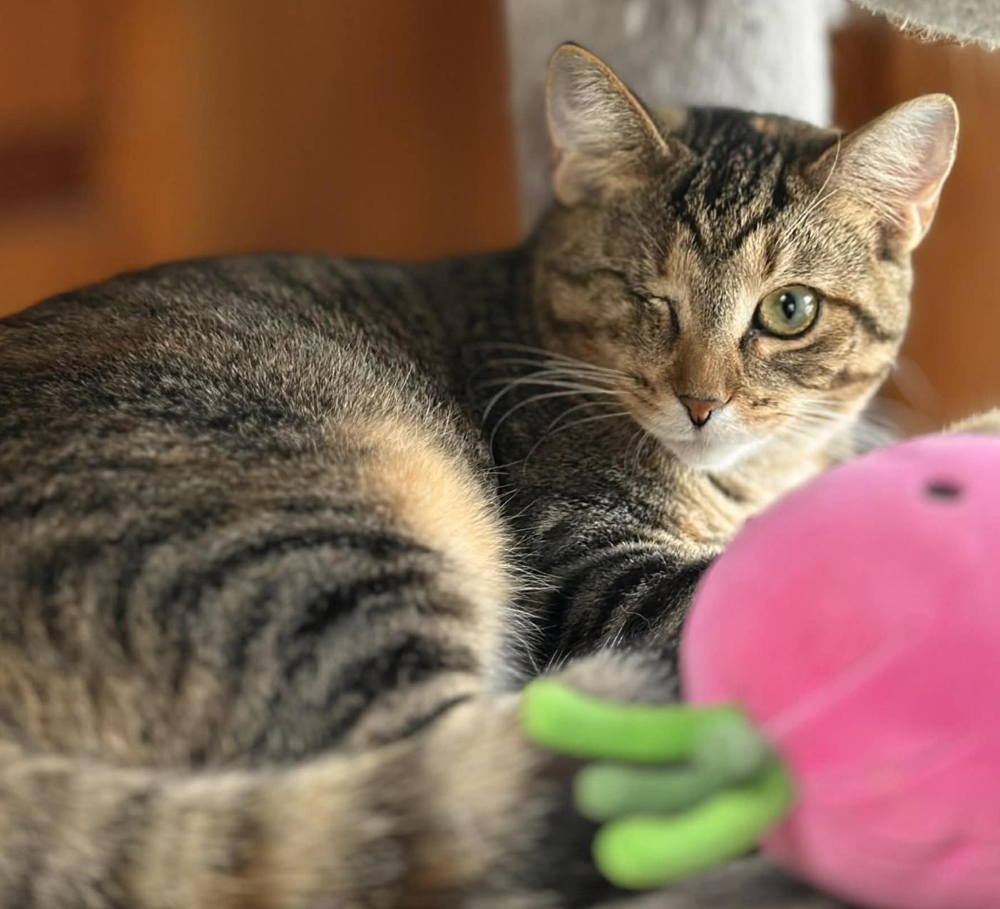 Enlarge Tiffany, a ADOPTABLE Domestic Short Hair in Kent, OH image 3/6
