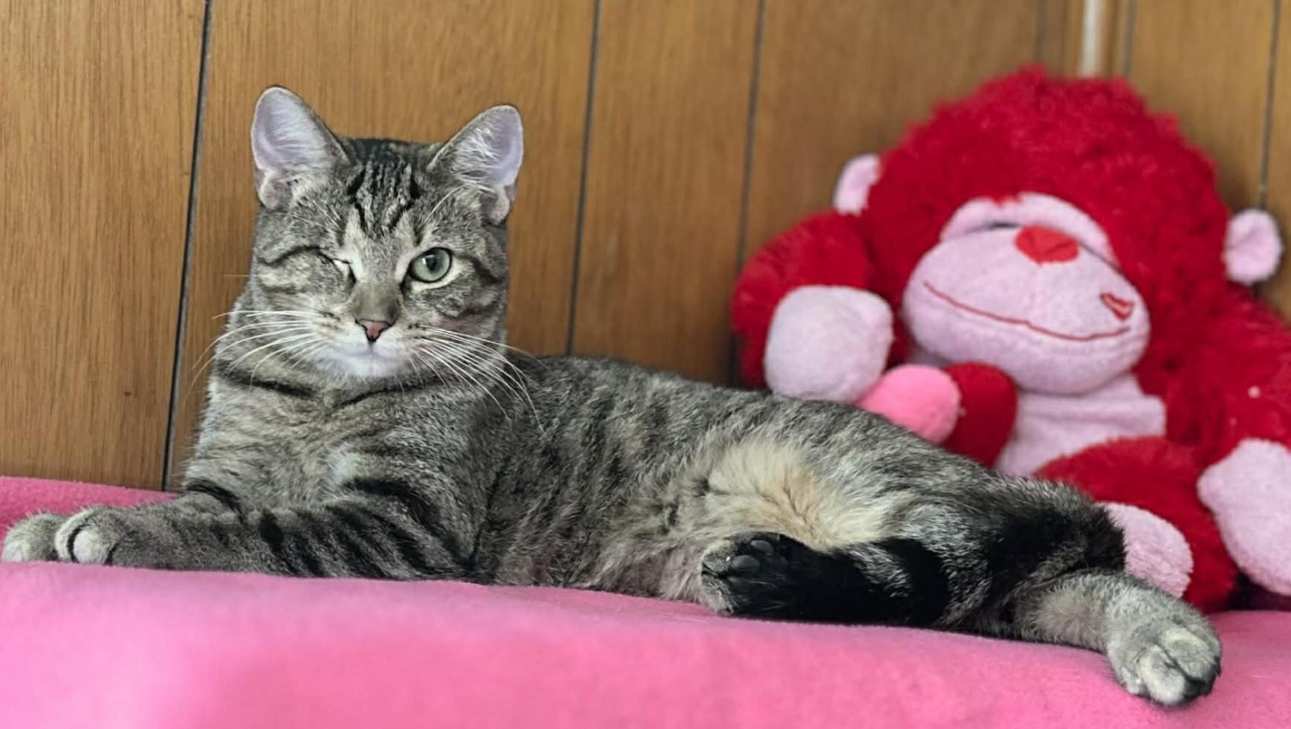 Enlarge Tiffany, a ADOPTABLE Domestic Short Hair in Kent, OH image 4/6