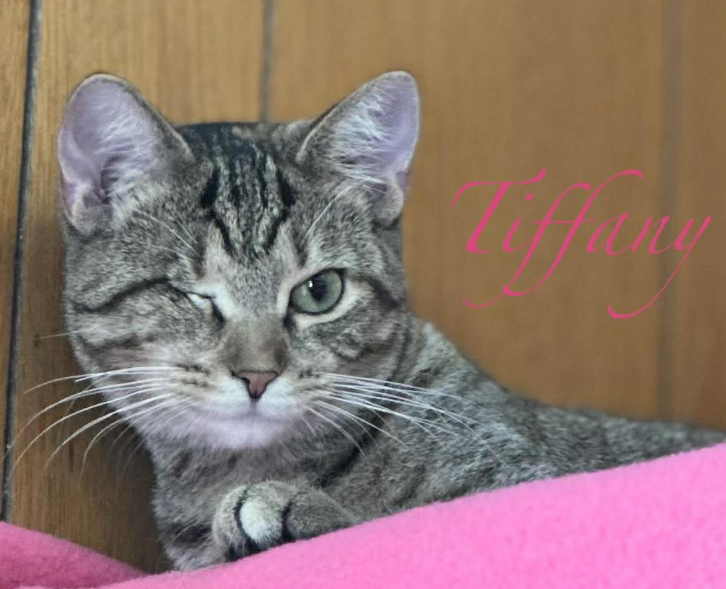 Tiffany, ADOPTABLE, Young Female Domestic Short Hair.