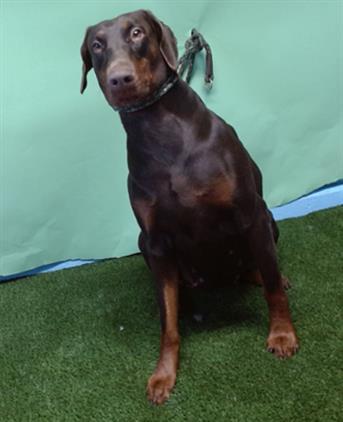 MIA, Adoptable, Adult Female Doberman Pinscher.