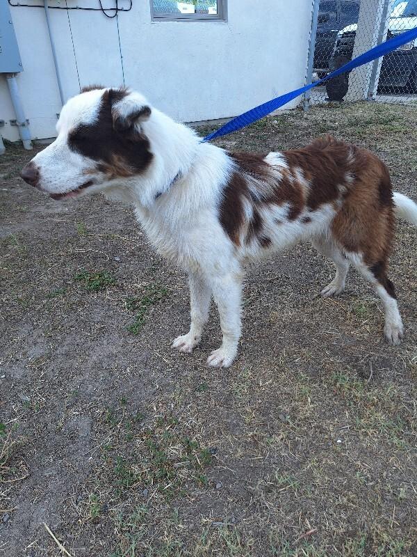 Jennings, Adoptable, Adult Male Border Collie & Australian Shepherd.