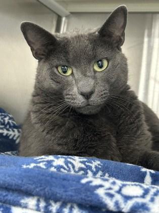 Barbara, Adoptable, Adult Female Domestic Short Hair & Domestic Short Hair.