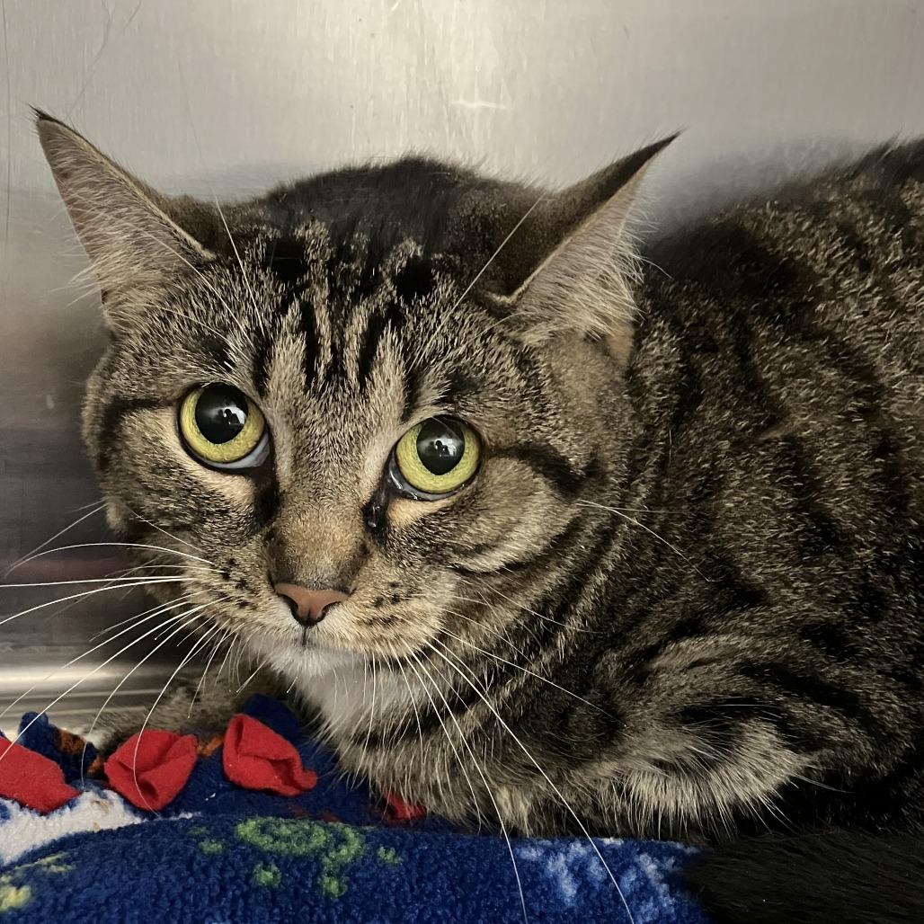 Enlarge Binishii, a Adoptable Domestic Short Hair in Grand Rapids, MI image 1/1
