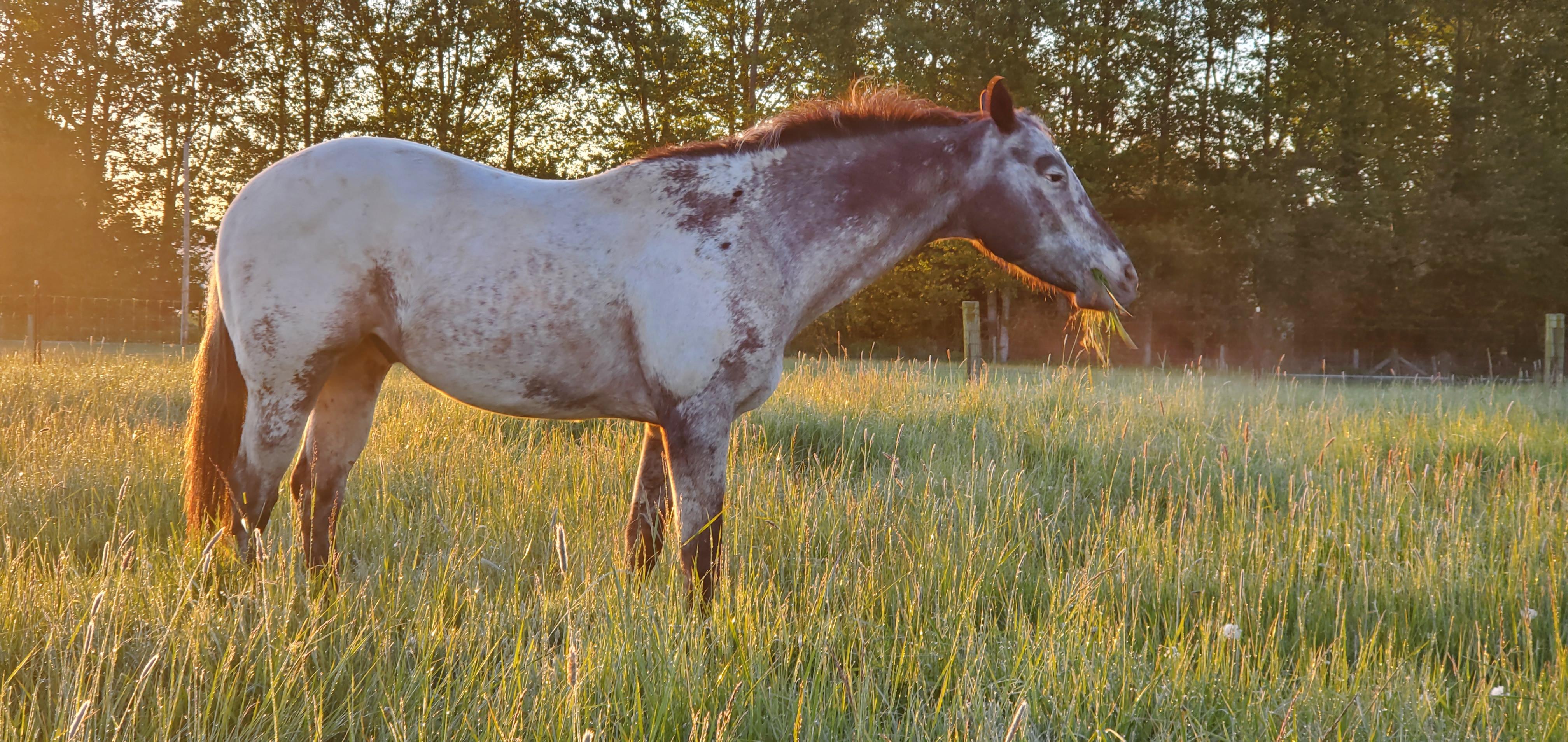 Smudge, Adult Male unknown