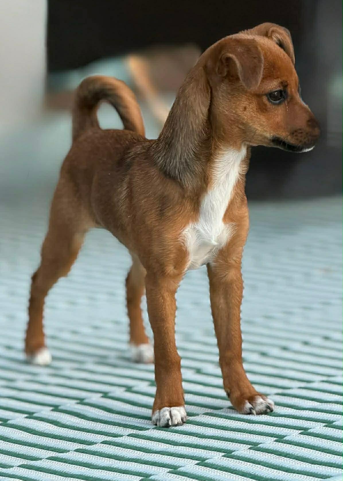 Deanie, Adopted, Young Female Chihuahua & Pomeranian.