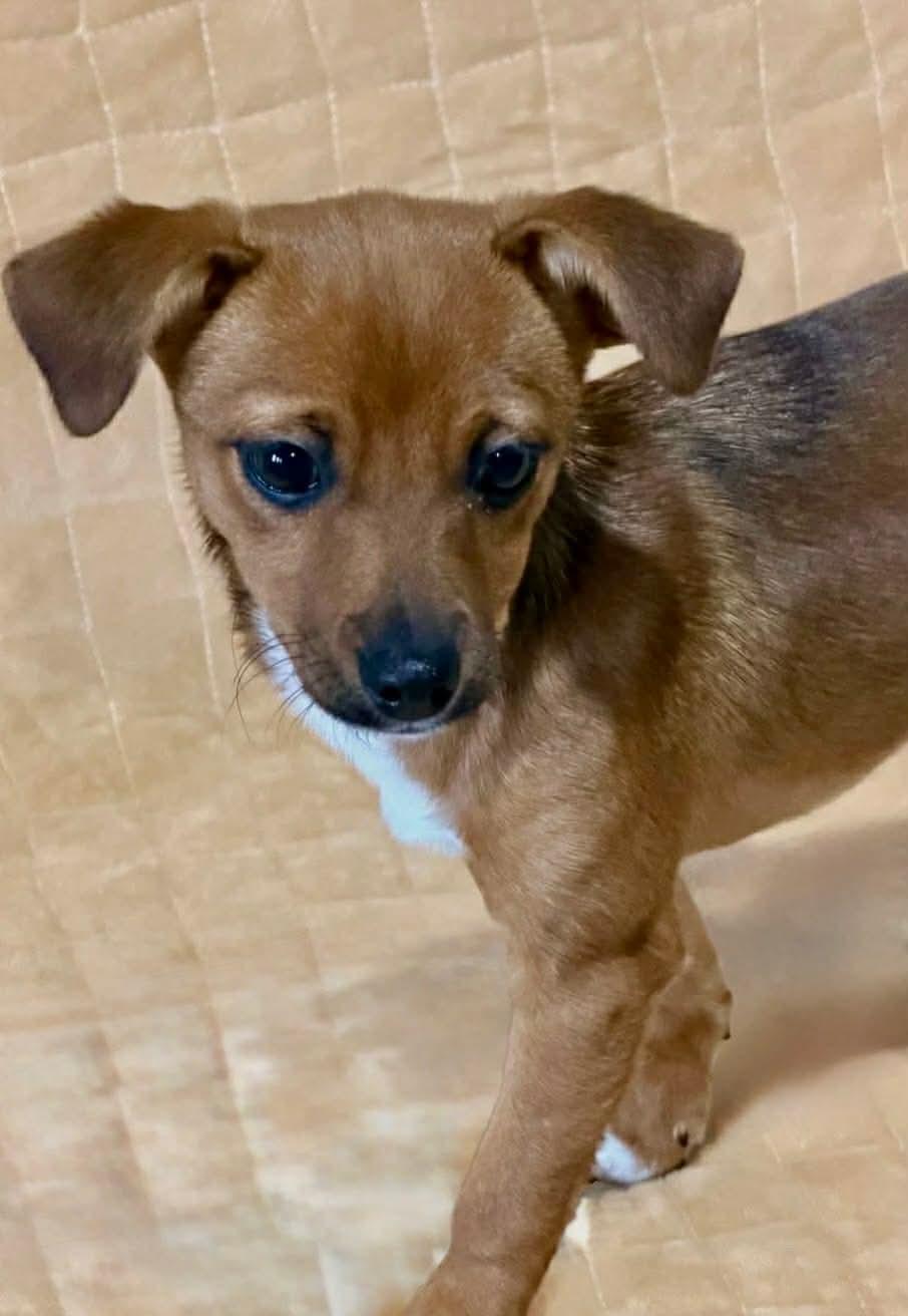 Enlarge Deanie, a Adopted mixed breed in Richmond, KY image 2/6