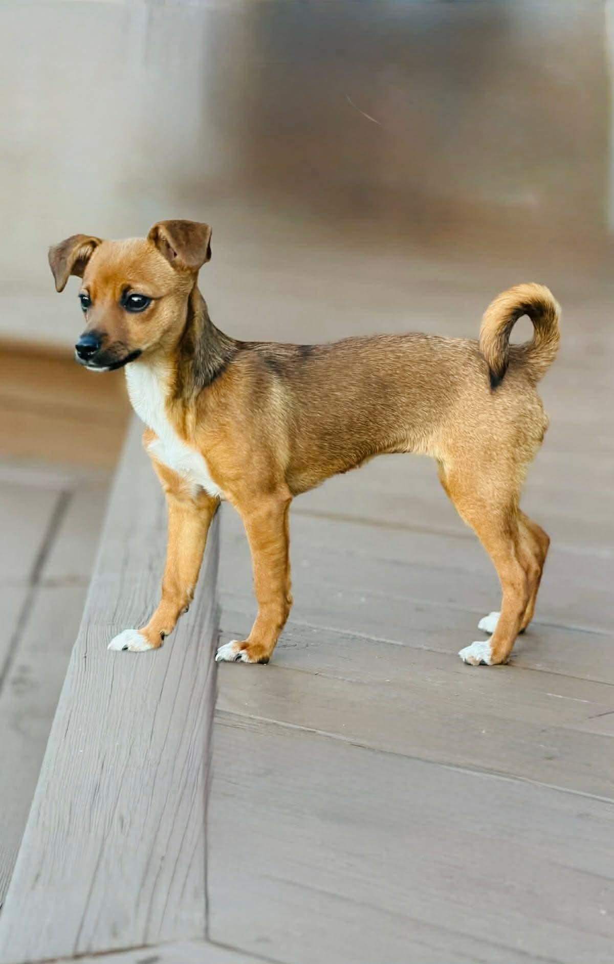 Enlarge Deanie, a Adopted mixed breed in Richmond, KY image 5/6