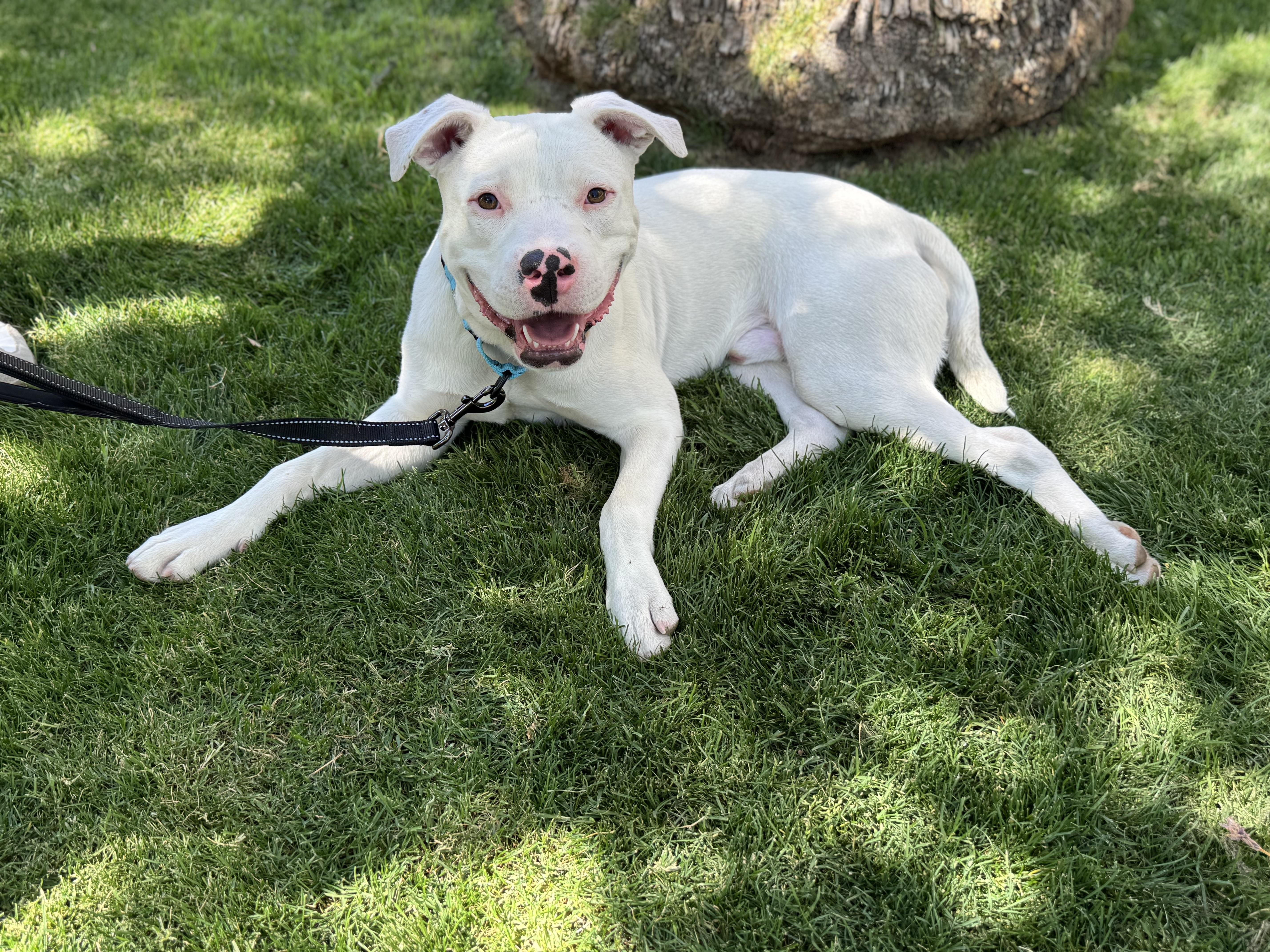 Benny, adopted, Young Male Pit Bull Terrier.