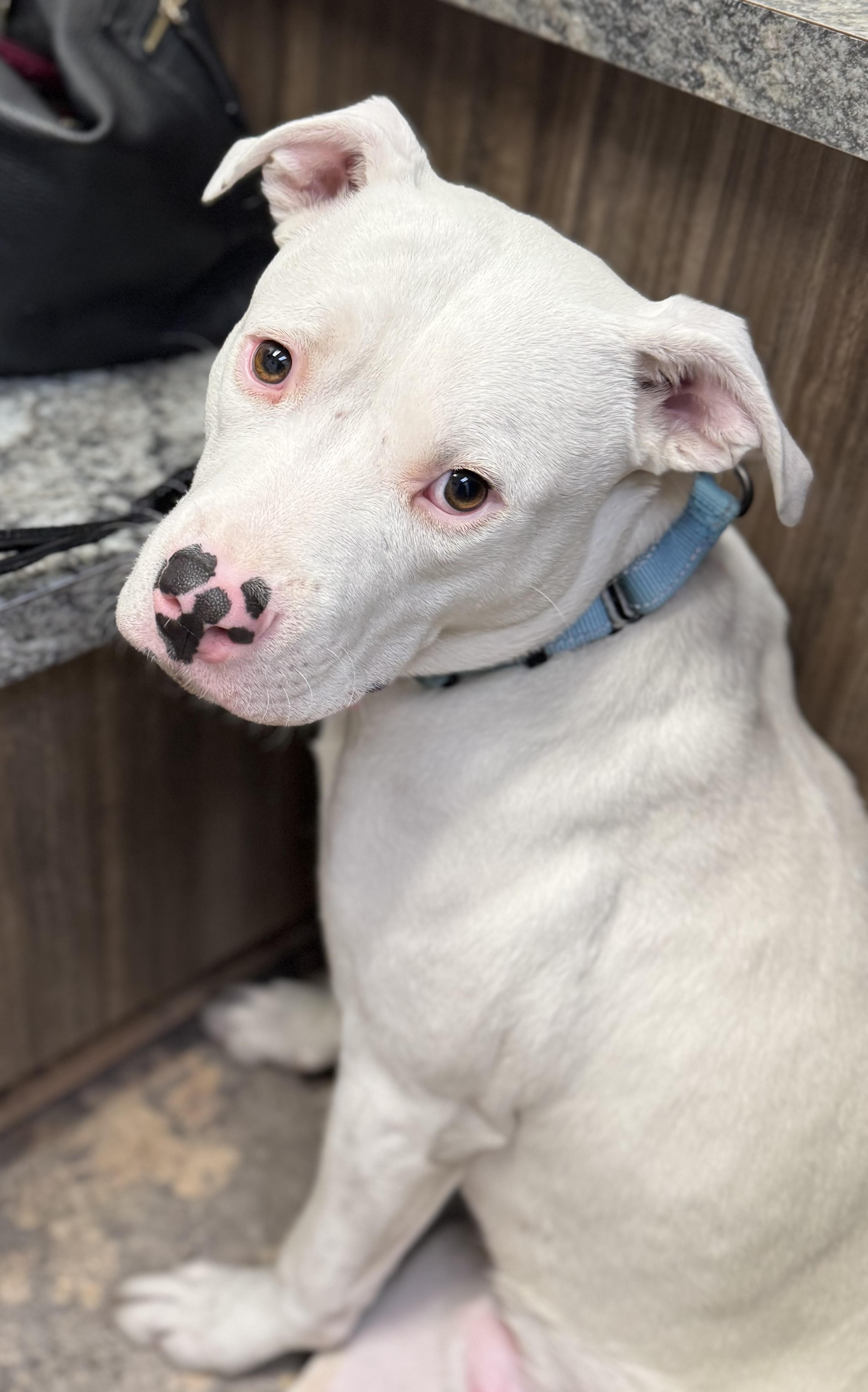 Benny, an adopted Pit Bull Terrier in Scottsdale, AZ image 2/4