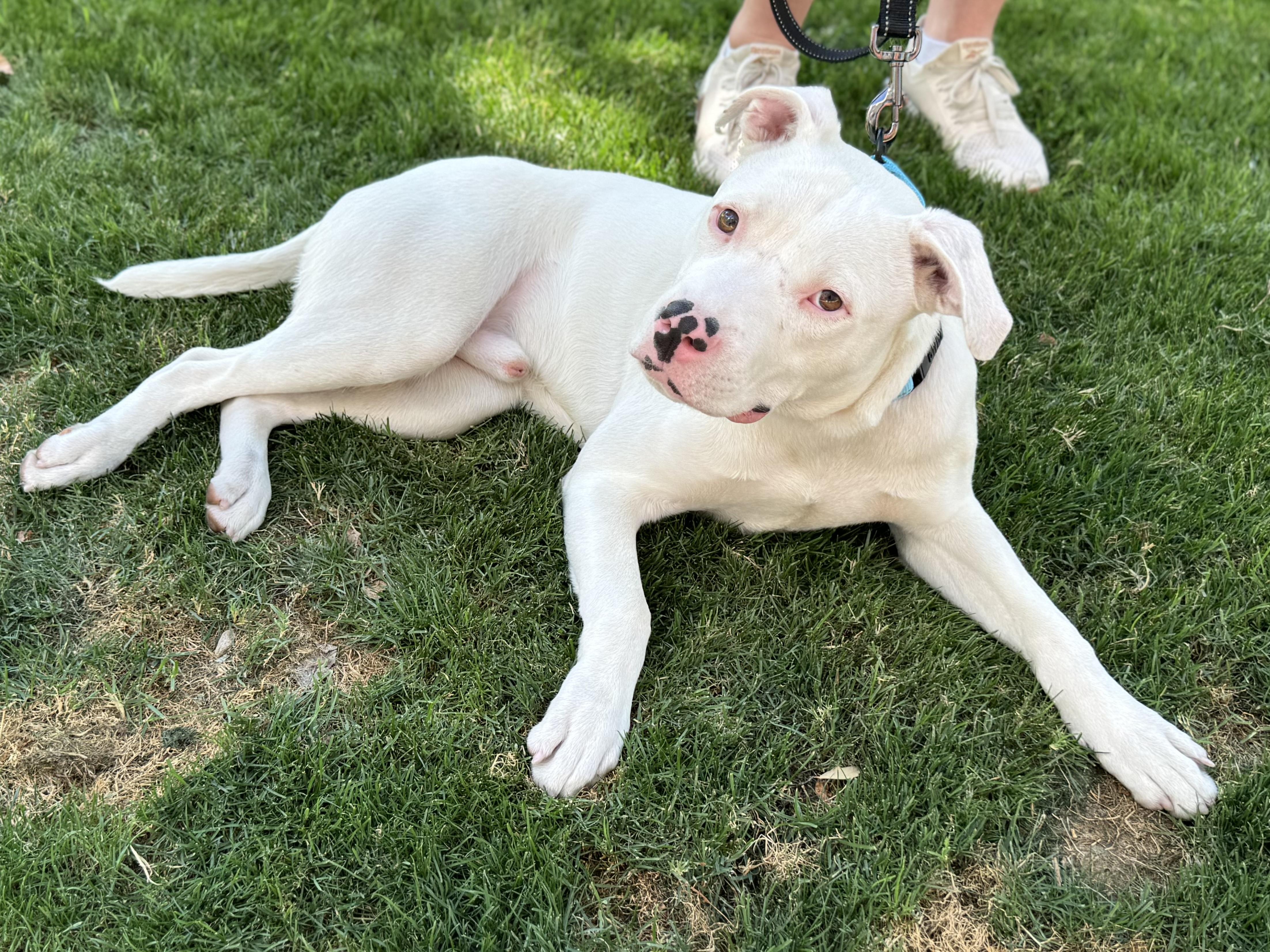 Benny, an adopted Pit Bull Terrier in Scottsdale, AZ image 3/4