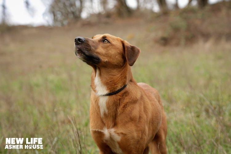 Homer, a Adoptable mixed breed in Portland, OR image 1/6