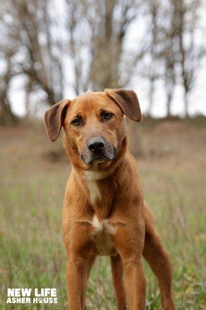 Homer, Adult Male Labrador Retriever
