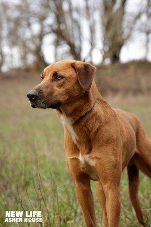 Homer, a Adoptable mixed breed in Portland, OR image 3/6