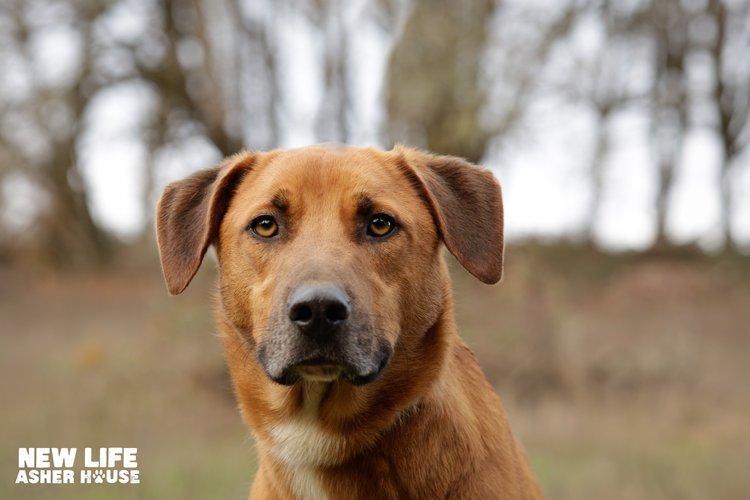 Homer, a Adoptable mixed breed in Portland, OR image 4/6