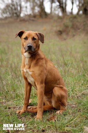 Homer, a Adoptable mixed breed in Portland, OR image 5/6