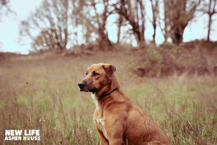 Homer, a Adoptable mixed breed in Portland, OR image 6/6