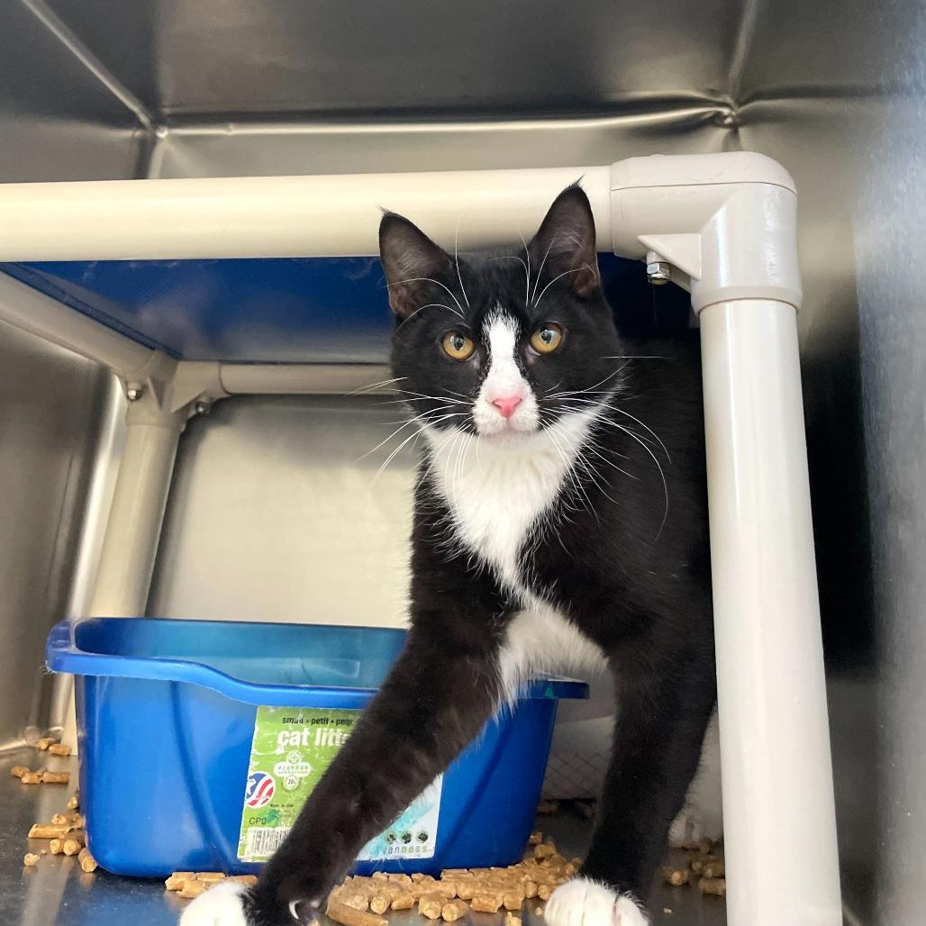 Human, Adoptable, Kitten Male Domestic Short Hair.