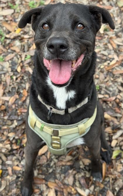 Olive Oyl — thumbnail 2