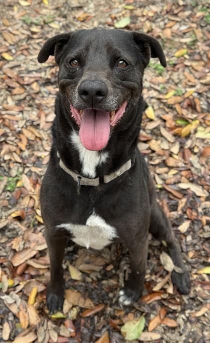 Olive Oyl — thumbnail 3